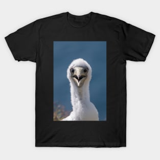 Juvenile Masked Booby, Norfolk Island T-Shirt